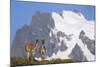 Cerro Paine Grande Rising Behind Llamas-Paul Souders-Mounted Photographic Print