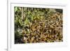 Cerro Pelon Monarch Butterfly Biosphere, UNESCO World Heritage Site, Mexico, North America-Peter Groenendijk-Framed Photographic Print