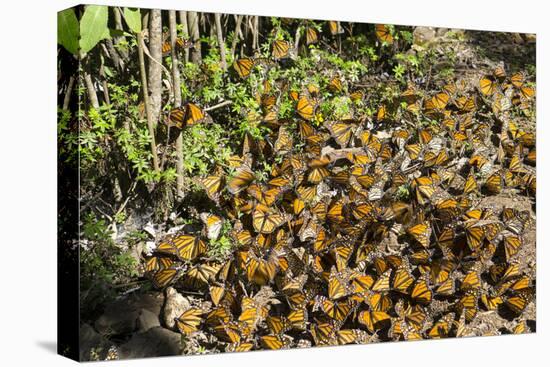 Cerro Pelon Monarch Butterfly Biosphere, UNESCO World Heritage Site, Mexico, North America-Peter Groenendijk-Stretched Canvas