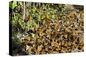 Cerro Pelon Monarch Butterfly Biosphere, UNESCO World Heritage Site, Mexico, North America-Peter Groenendijk-Stretched Canvas