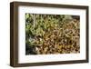 Cerro Pelon Monarch Butterfly Biosphere, UNESCO World Heritage Site, Mexico, North America-Peter Groenendijk-Framed Photographic Print