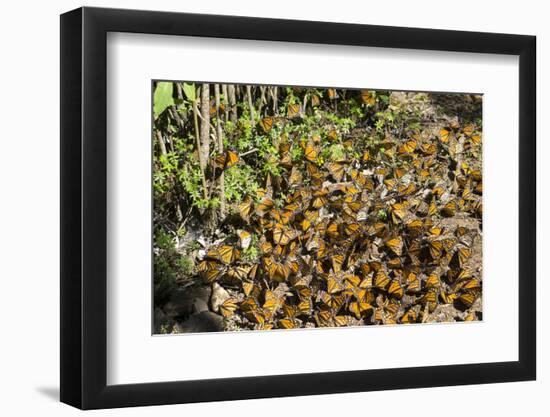 Cerro Pelon Monarch Butterfly Biosphere, UNESCO World Heritage Site, Mexico, North America-Peter Groenendijk-Framed Photographic Print