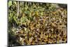 Cerro Pelon Monarch Butterfly Biosphere, UNESCO World Heritage Site, Mexico, North America-Peter Groenendijk-Mounted Photographic Print