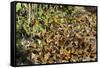 Cerro Pelon Monarch Butterfly Biosphere, UNESCO World Heritage Site, Mexico, North America-Peter Groenendijk-Framed Stretched Canvas