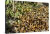 Cerro Pelon Monarch Butterfly Biosphere, UNESCO World Heritage Site, Mexico, North America-Peter Groenendijk-Stretched Canvas