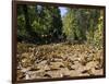 Cerro Pelon Monarch Butterfly Biosphere, UNESCO World Heritage Site, Mexico, North America-Peter Groenendijk-Framed Photographic Print