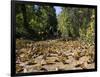 Cerro Pelon Monarch Butterfly Biosphere, UNESCO World Heritage Site, Mexico, North America-Peter Groenendijk-Framed Photographic Print