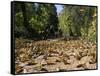 Cerro Pelon Monarch Butterfly Biosphere, UNESCO World Heritage Site, Mexico, North America-Peter Groenendijk-Framed Stretched Canvas