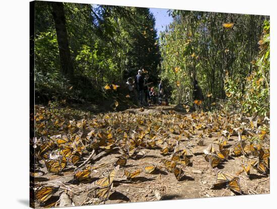 Cerro Pelon Monarch Butterfly Biosphere, UNESCO World Heritage Site, Mexico, North America-Peter Groenendijk-Stretched Canvas