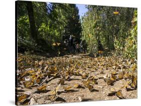 Cerro Pelon Monarch Butterfly Biosphere, UNESCO World Heritage Site, Mexico, North America-Peter Groenendijk-Stretched Canvas