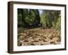 Cerro Pelon Monarch Butterfly Biosphere, UNESCO World Heritage Site, Mexico, North America-Peter Groenendijk-Framed Photographic Print