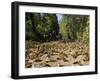 Cerro Pelon Monarch Butterfly Biosphere, UNESCO World Heritage Site, Mexico, North America-Peter Groenendijk-Framed Photographic Print