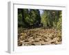 Cerro Pelon Monarch Butterfly Biosphere, UNESCO World Heritage Site, Mexico, North America-Peter Groenendijk-Framed Photographic Print