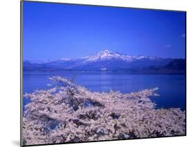 Cerry Blossoms and Lake Tazawa-null-Mounted Photographic Print