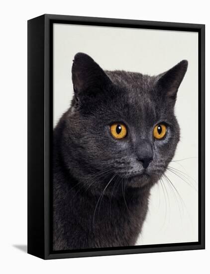 Certosina - Chartreux Cat, Portrait-Adriano Bacchella-Framed Stretched Canvas