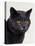 Certosina - Chartreux Cat, Portrait-Adriano Bacchella-Stretched Canvas