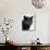 Certosina - Chartreux Cat, Portrait-Adriano Bacchella-Stretched Canvas displayed on a wall