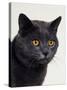 Certosina - Chartreux Cat, Portrait-Adriano Bacchella-Stretched Canvas