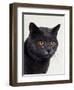 Certosina - Chartreux Cat, Portrait-Adriano Bacchella-Framed Premium Photographic Print