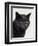 Certosina - Chartreux Cat, Portrait-Adriano Bacchella-Framed Premium Photographic Print