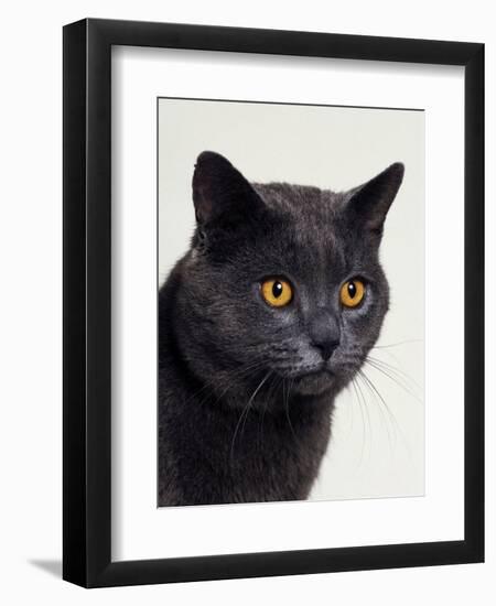 Certosina - Chartreux Cat, Portrait-Adriano Bacchella-Framed Premium Photographic Print