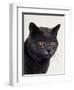 Certosina - Chartreux Cat, Portrait-Adriano Bacchella-Framed Premium Photographic Print