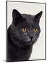 Certosina - Chartreux Cat, Portrait-Adriano Bacchella-Mounted Premium Photographic Print