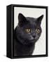 Certosina - Chartreux Cat, Portrait-Adriano Bacchella-Framed Stretched Canvas