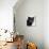 Certosina - Chartreux Cat, Portrait-Adriano Bacchella-Photographic Print displayed on a wall