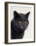 Certosina - Chartreux Cat, Portrait-Adriano Bacchella-Framed Photographic Print