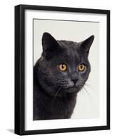 Certosina - Chartreux Cat, Portrait-Adriano Bacchella-Framed Photographic Print