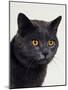 Certosina - Chartreux Cat, Portrait-Adriano Bacchella-Mounted Photographic Print