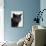Certosina - Chartreux Cat, Portrait-Adriano Bacchella-Photographic Print displayed on a wall