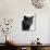 Certosina - Chartreux Cat, Portrait-Adriano Bacchella-Photographic Print displayed on a wall