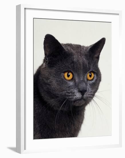 Certosina - Chartreux Cat, Portrait-Adriano Bacchella-Framed Photographic Print