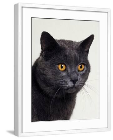 Certosina - Chartreux Cat, Portraitu0027 Photographic Print - Adriano