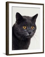 Certosina - Chartreux Cat, Portrait-Adriano Bacchella-Framed Photographic Print