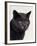 Certosina - Chartreux Cat, Portrait-Adriano Bacchella-Framed Photographic Print