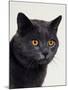 Certosina - Chartreux Cat, Portrait-Adriano Bacchella-Mounted Photographic Print