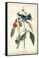Cerulean Wood Warbler-John James Audubon-Framed Stretched Canvas