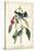 Cerulean Wood Warbler-John James Audubon-Stretched Canvas