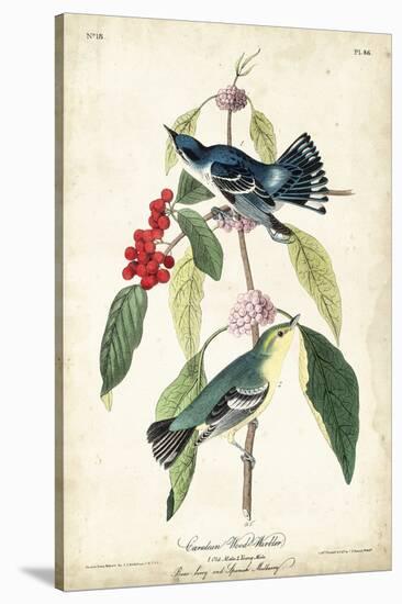 Cerulean Wood Warbler-John James Audubon-Stretched Canvas