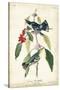 Cerulean Wood Warbler-John James Audubon-Stretched Canvas