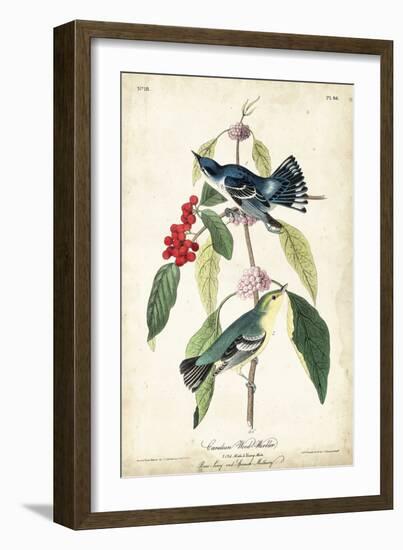 Cerulean Wood Warbler-John James Audubon-Framed Art Print