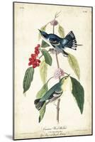 Cerulean Wood Warbler-John James Audubon-Mounted Art Print