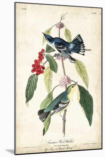 Cerulean Wood Warbler-John James Audubon-Mounted Art Print