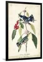 Cerulean Wood Warbler-John James Audubon-Framed Art Print