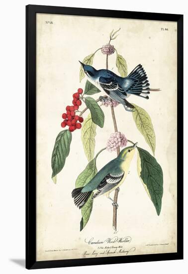 Cerulean Wood Warbler-John James Audubon-Framed Art Print