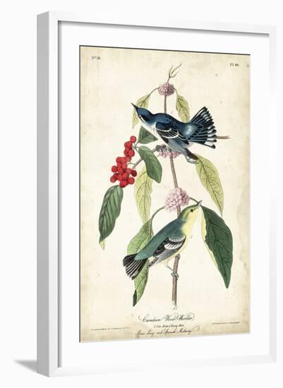 Cerulean Wood Warbler-John James Audubon-Framed Art Print