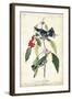 Cerulean Wood Warbler-John James Audubon-Framed Art Print